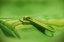 Batoh 912 - Barva: apple green